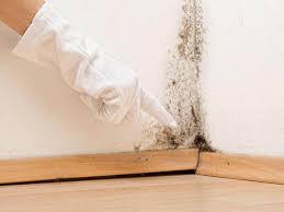 Best Environmental Consulting for Mold Prevention  in Jones Valley, CA